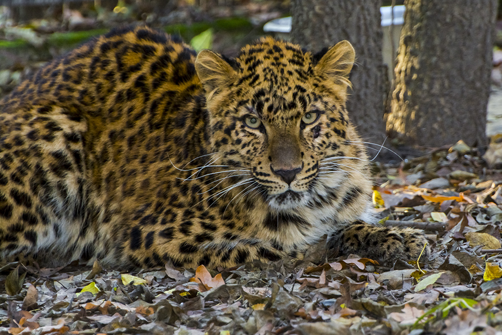 Észak-kínai leopárd érkezett a Szegedi Vadasparkba