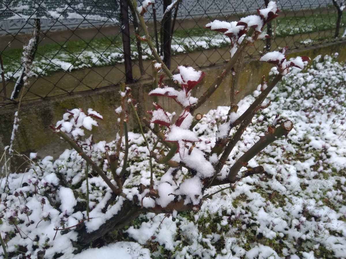 Tavaszi hó Debrecenben