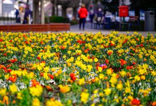 Tavaszi virágok Debrecenben
