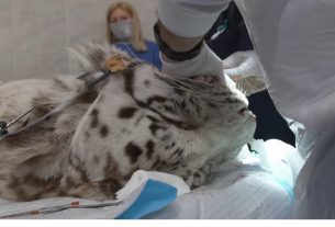 fehér tigris műtétje Nyíregyháza