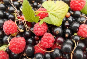 málna fekete ribizli bogyós gyümölcsök