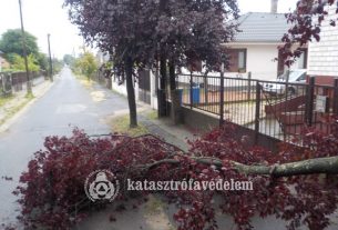 Kidőlt fa Debrecenben